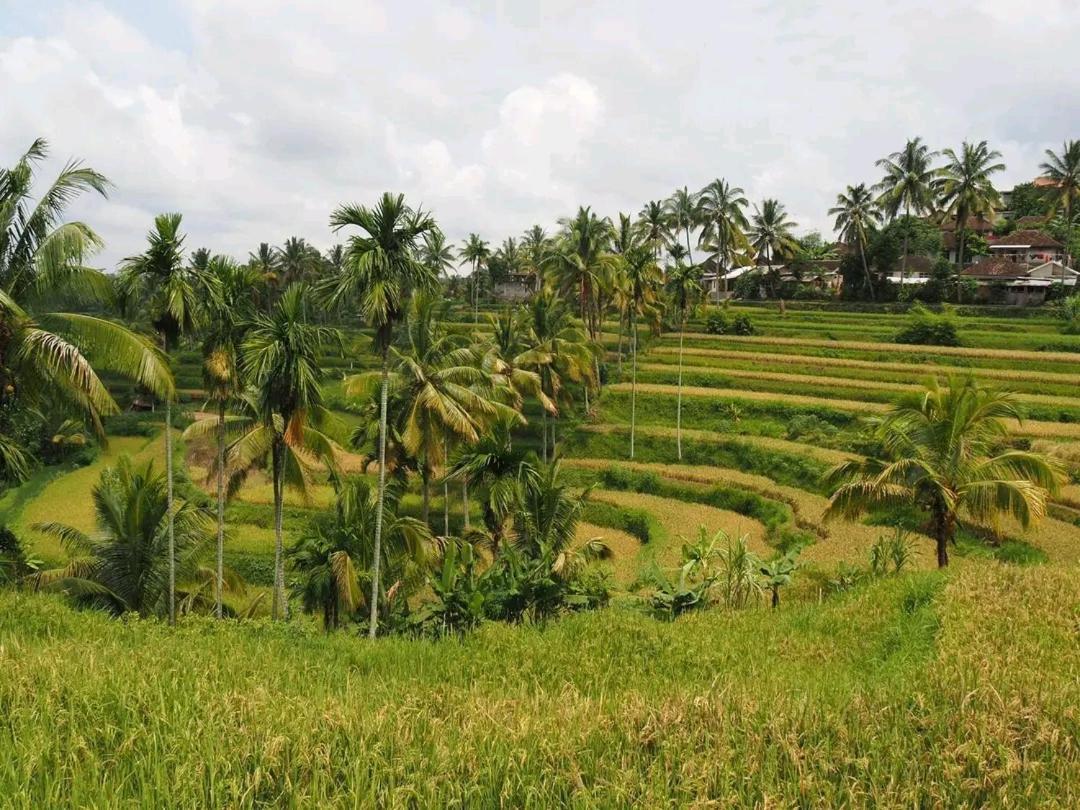 Tereng Wilis Bungalows Tetebatu Ngoại thất bức ảnh