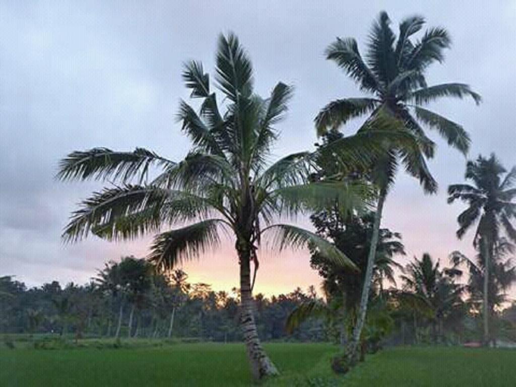 Tereng Wilis Bungalows Tetebatu Ngoại thất bức ảnh