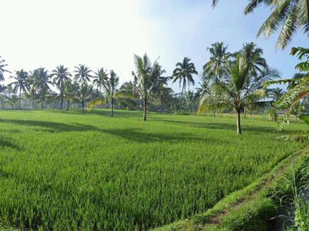 Tereng Wilis Bungalows Tetebatu Ngoại thất bức ảnh